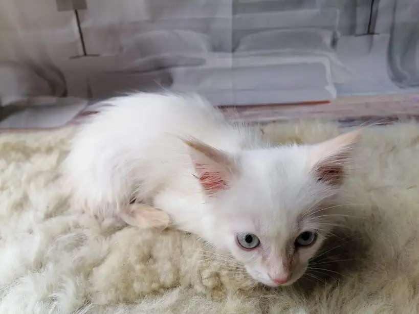 Сиамский котёнок
