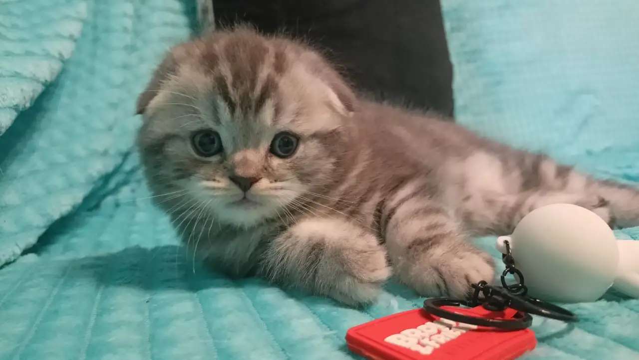 Шотландский котенок