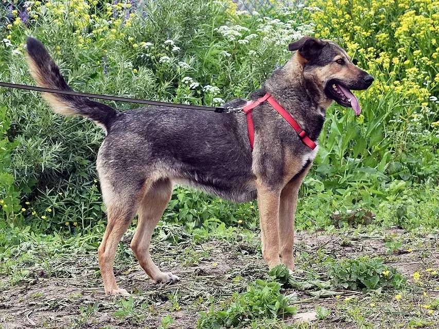 Бара собака, которая слишком долго ждёт своего человека