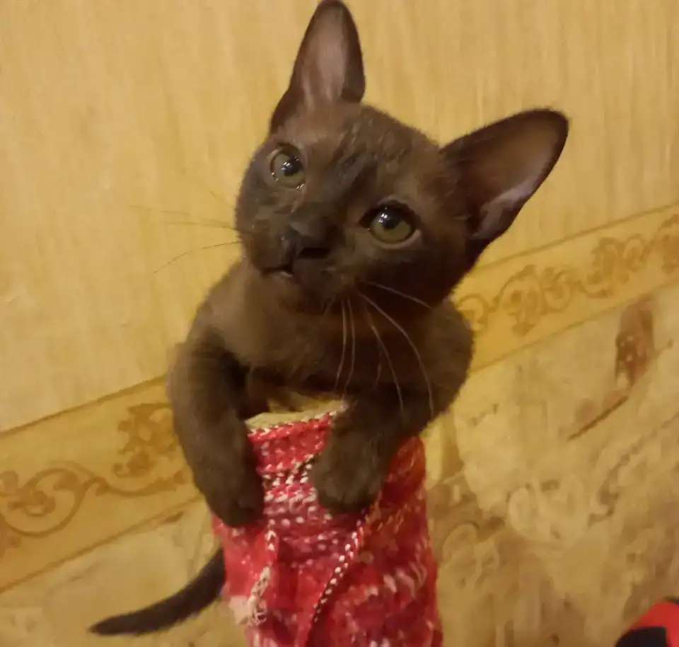 Бурманские котята, девочка и мальчик.