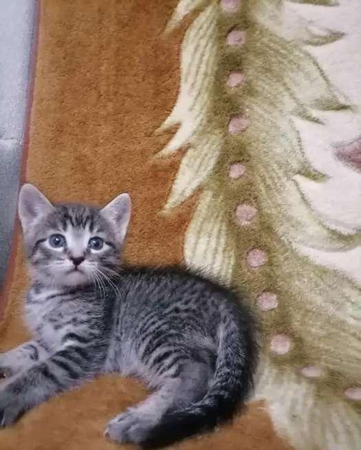 Котенок даром