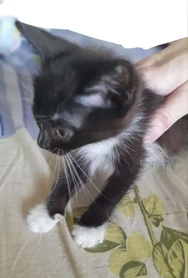 Котята ответственным хозяевам