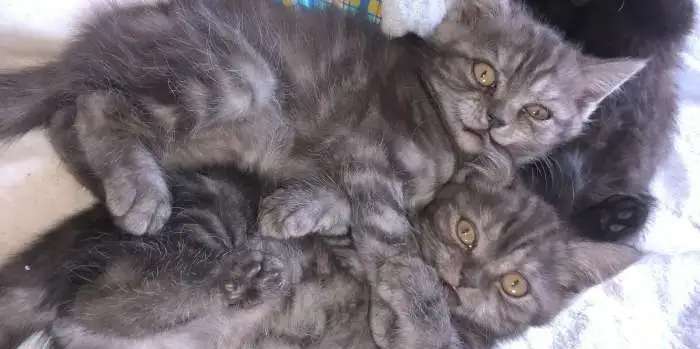 Мраморные котята шотландцы