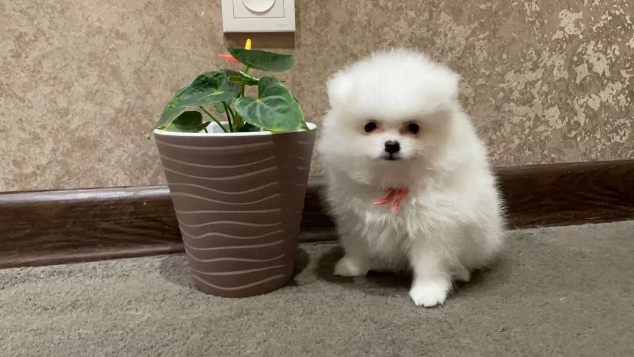 белоснежный шпиц