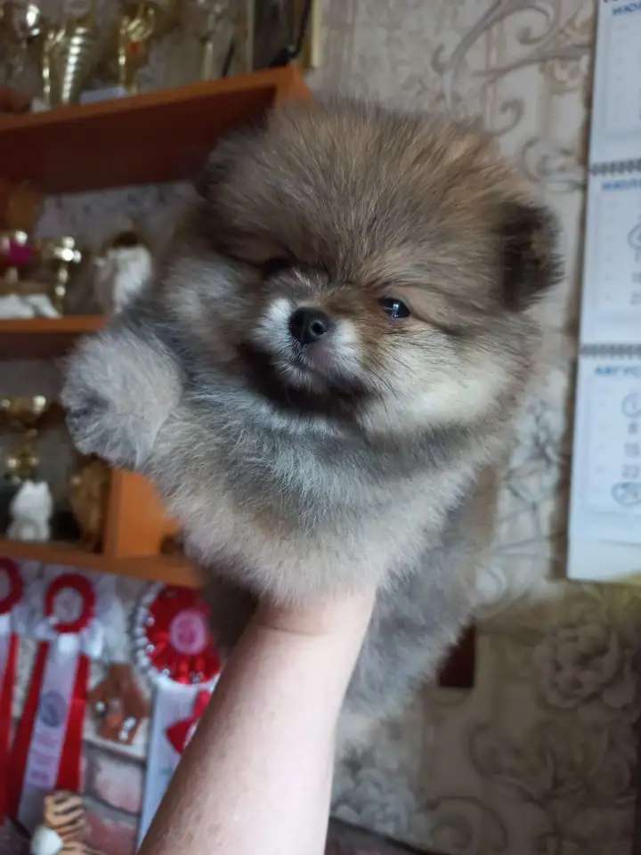 шпиц