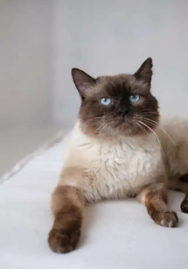Кот Майкл ищет дом