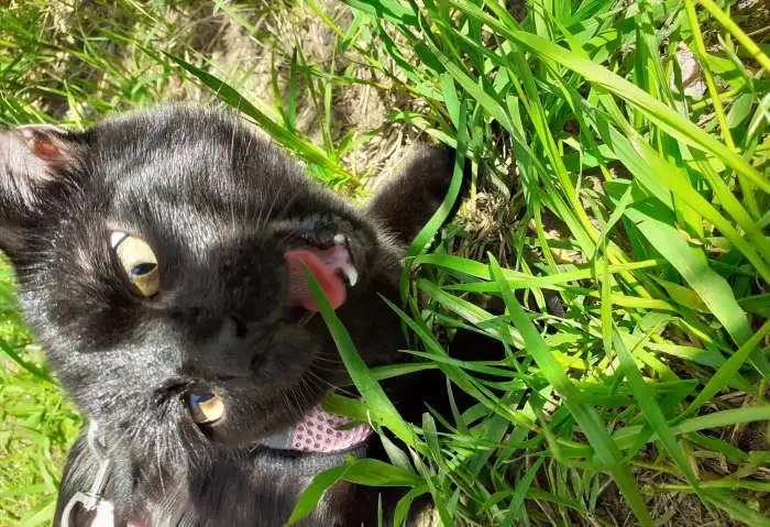 Отдам котенка
