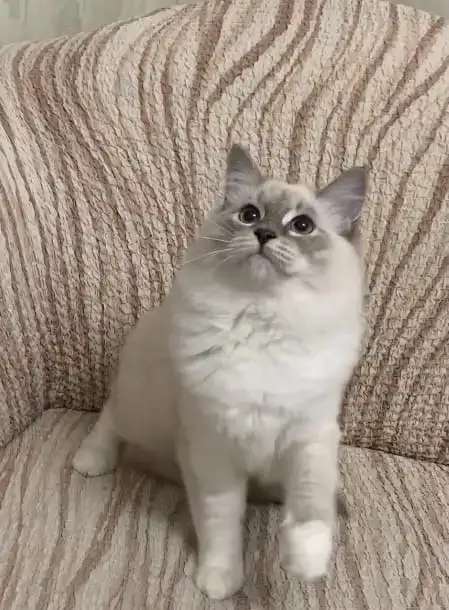 Котята Невской маскарадной кошки