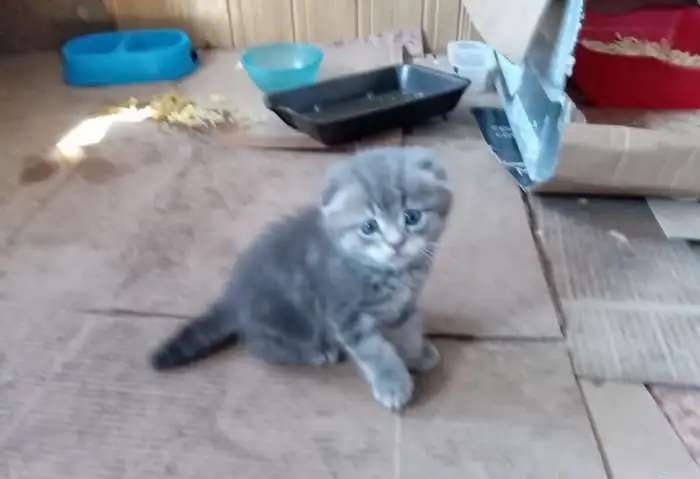 Котёнок