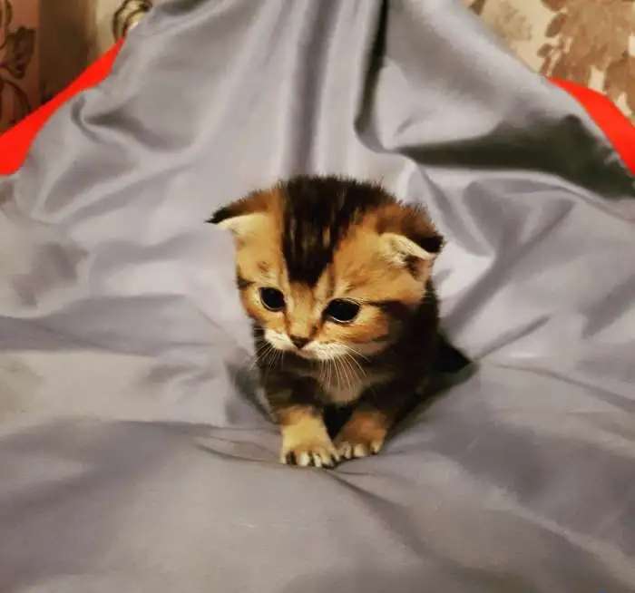 Котята породы шотландская шиншилла голд