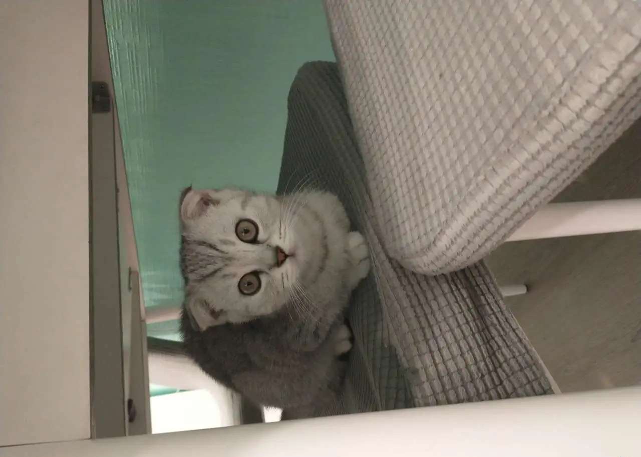 Котенок вислоухий шотландец