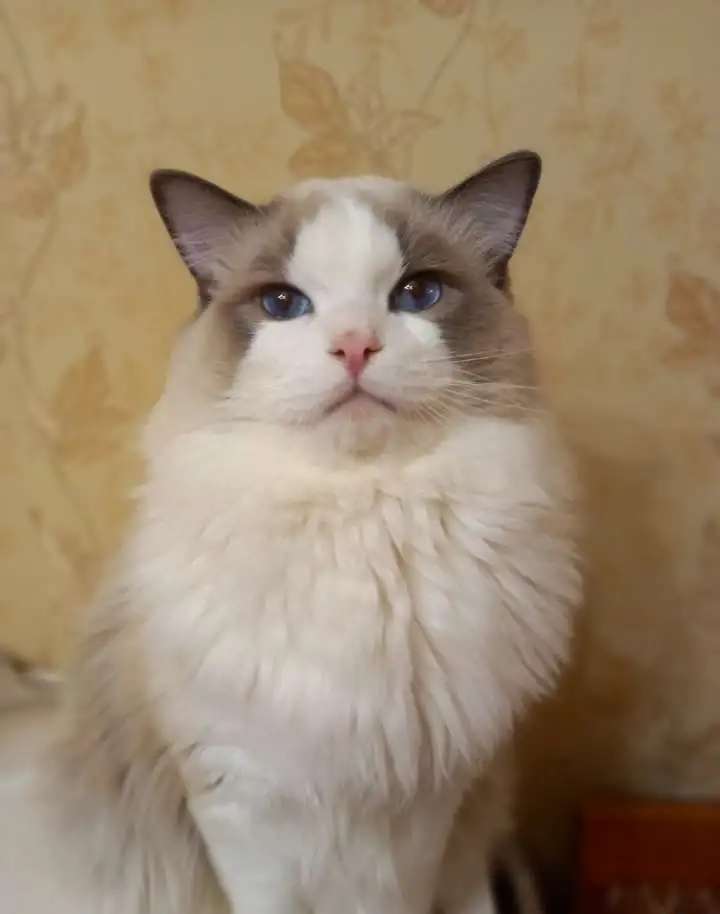 Котята породы Рэгдолл с родословной