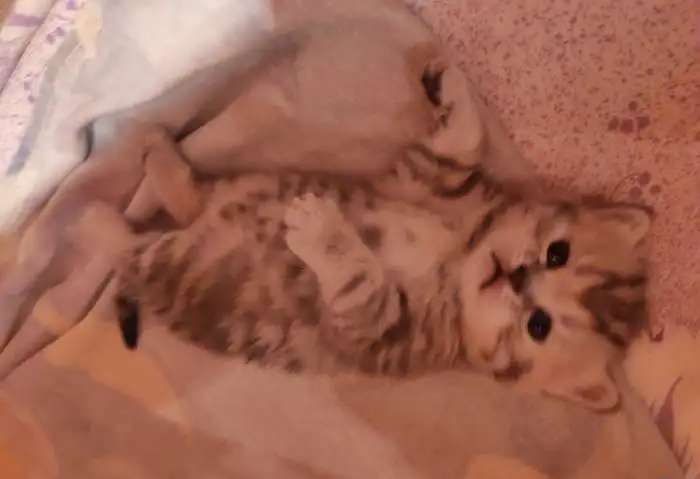Шотландские котята