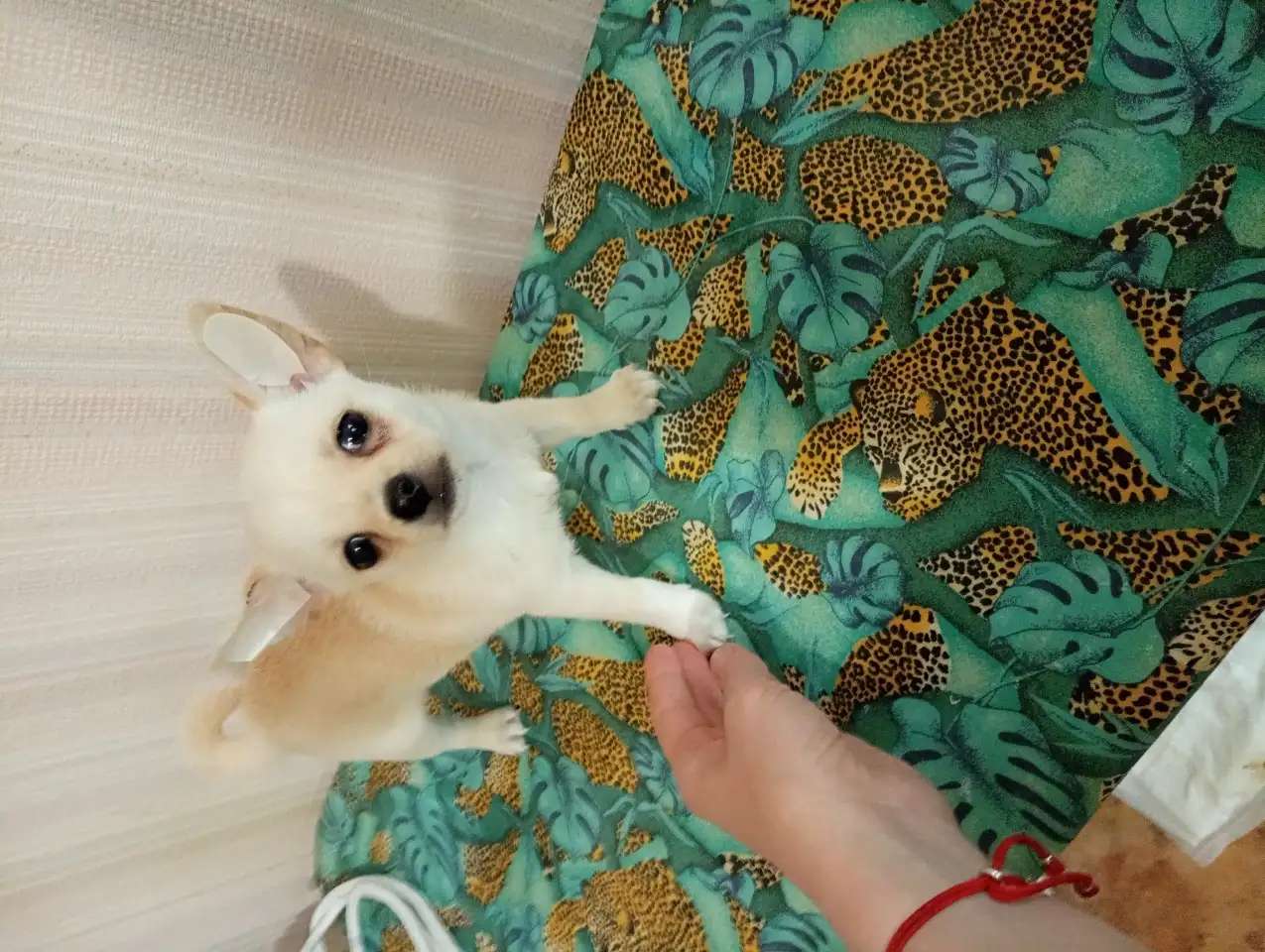 Девочки чихуахуа