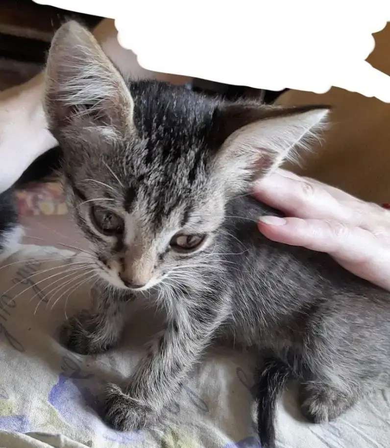 Котята ответственным хозяевам