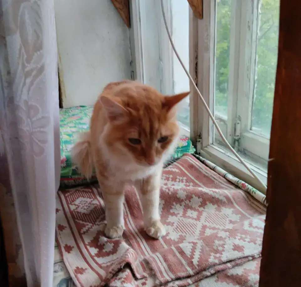Кошку в добрые руки