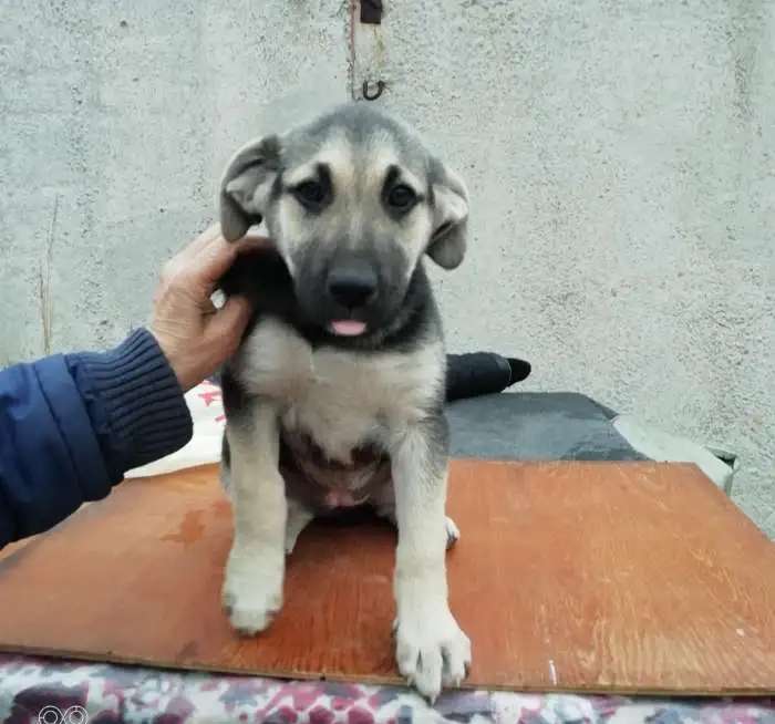 Щенки в добрые руки