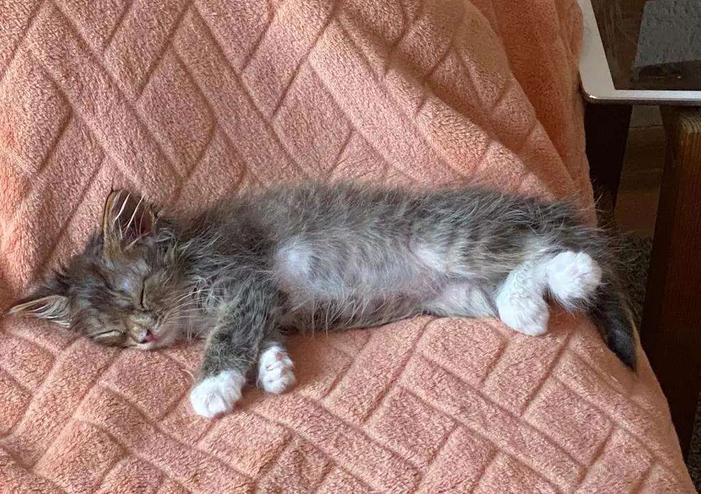 Отдам даром игривую кошечку