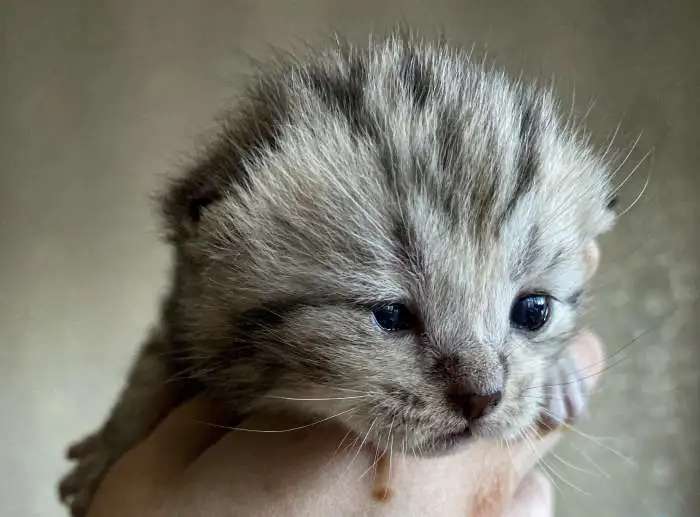 Котята