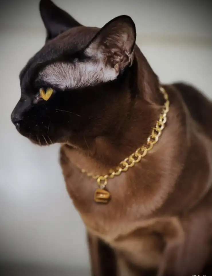 Бурманские клубные котята