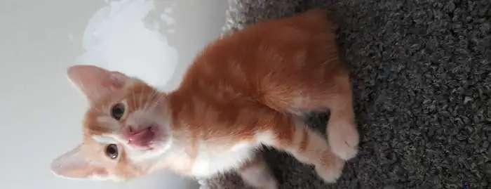 Котята курильского бобтейла