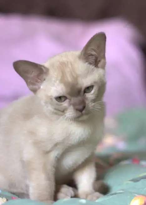 Бурманские котята