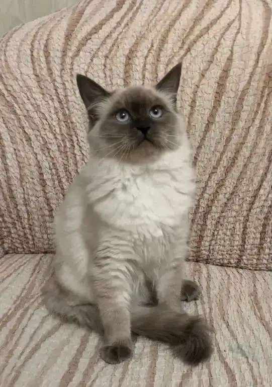 Котята Невской маскарадной кошки