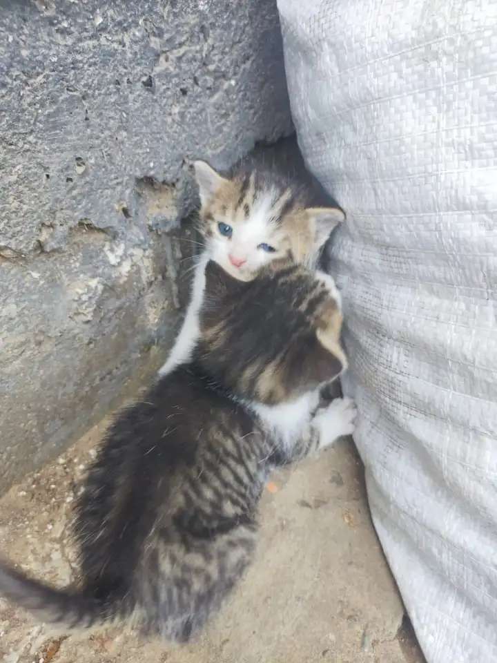Котята ищут дом