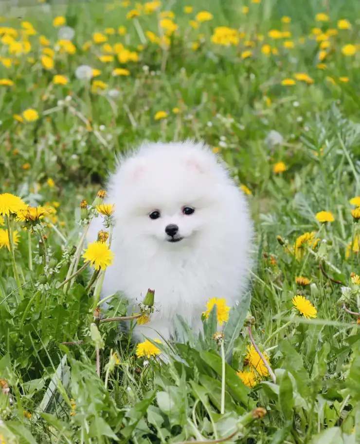 Щенки шпица