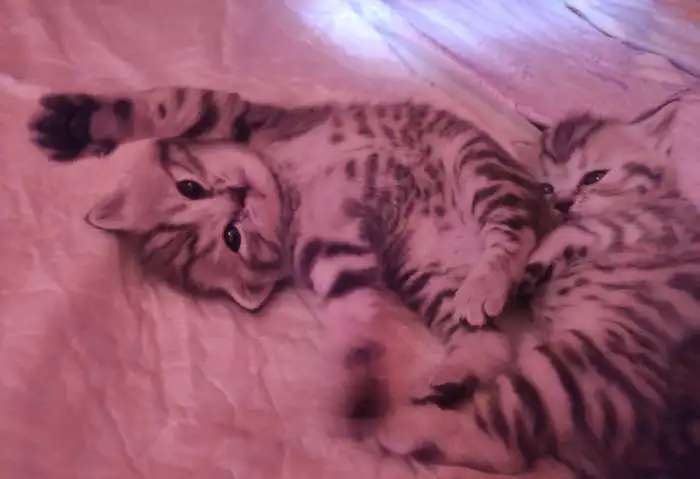 Шотландские котята