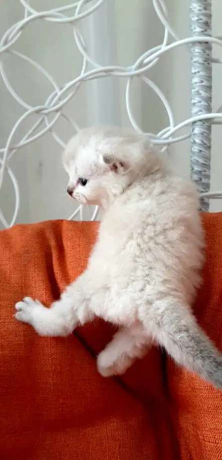 Шотландские вислоухие котята