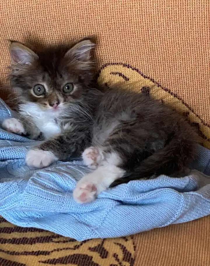 Отдам даром игривую кошечку