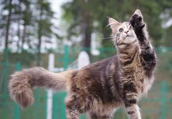 Котята породы Мейн-кун