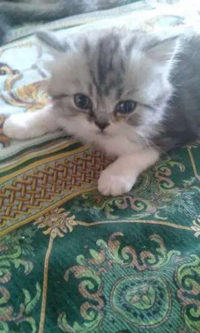 Британские котята