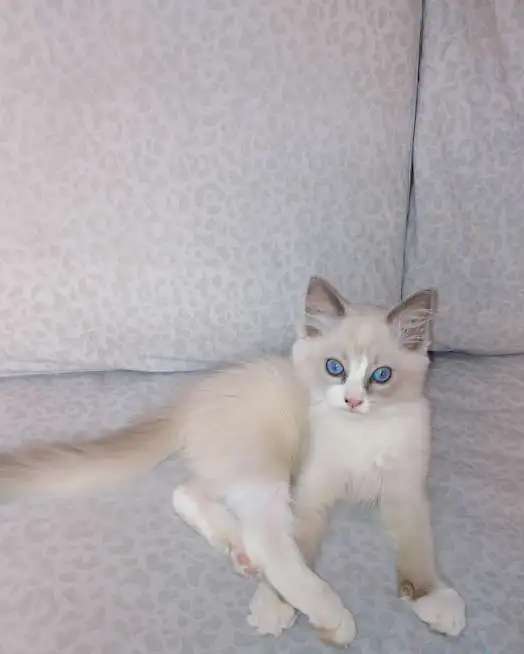 Котенок породы Рэгдолл