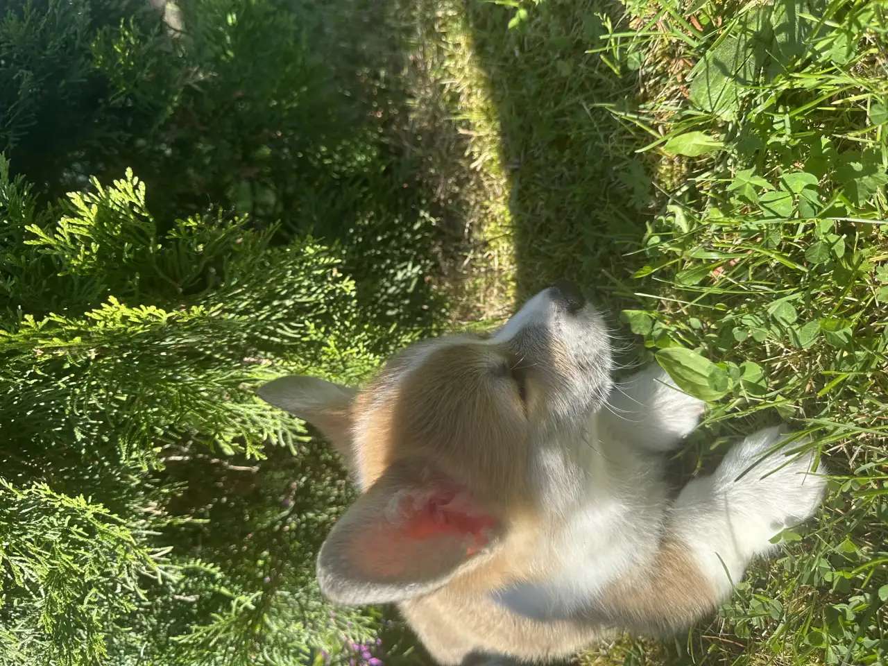 щенки