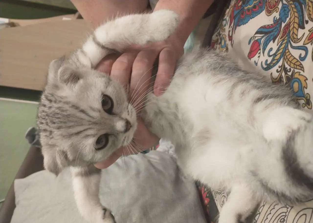 Котенок вислоухий шотландец