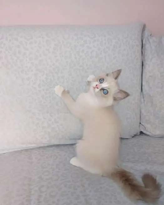 Котенок породы Рэгдолл