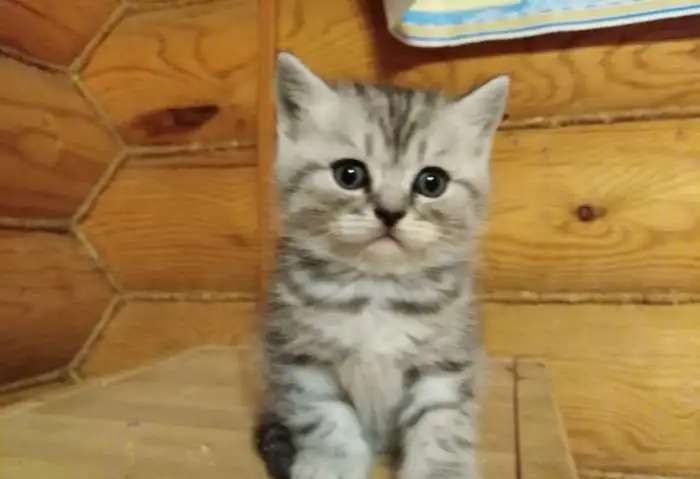 Шотландские котята