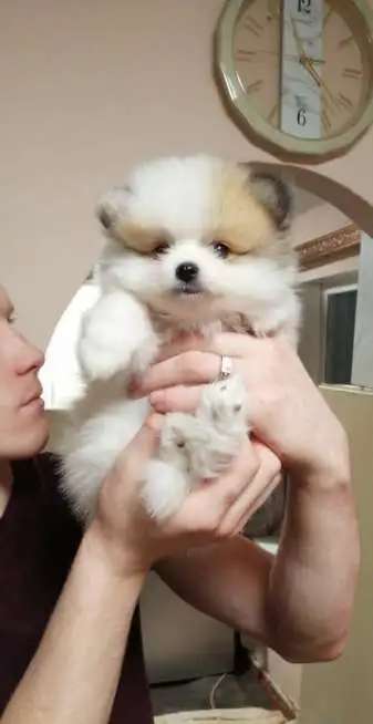 шпиц