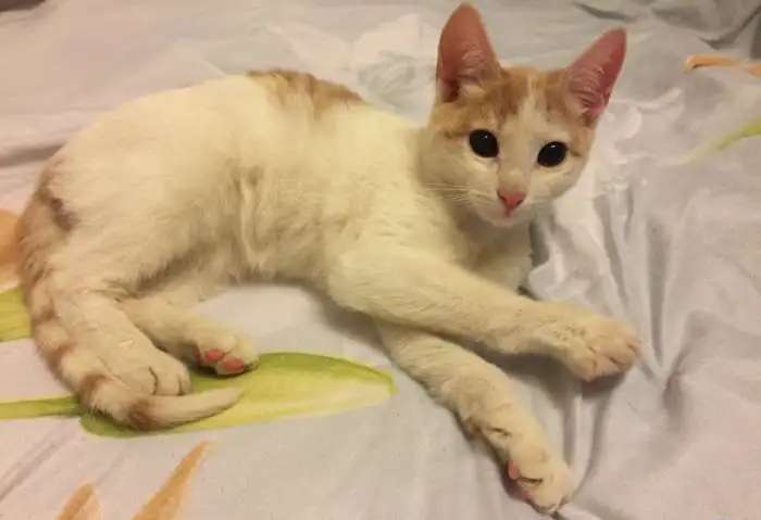 Котенок ищет семью