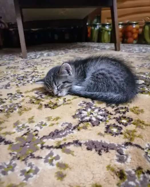 Котенок даром