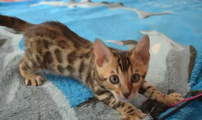 Бенгальский кот ,мальчик 2 месяца,с полным пакетом документов,с правом племенного разведения от судьи международного кла