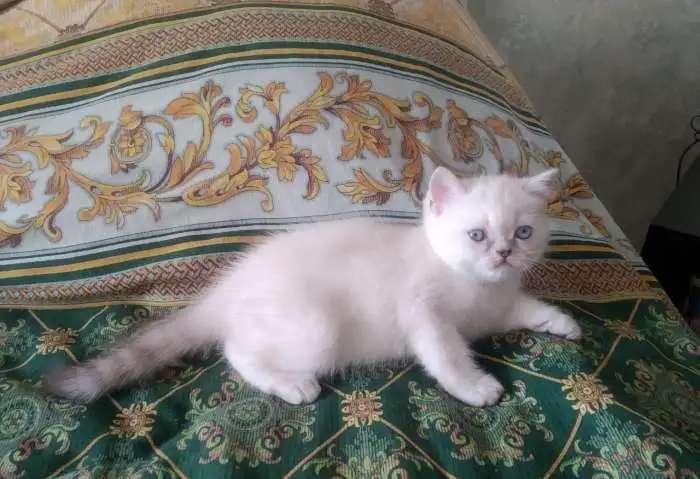 Британские котята