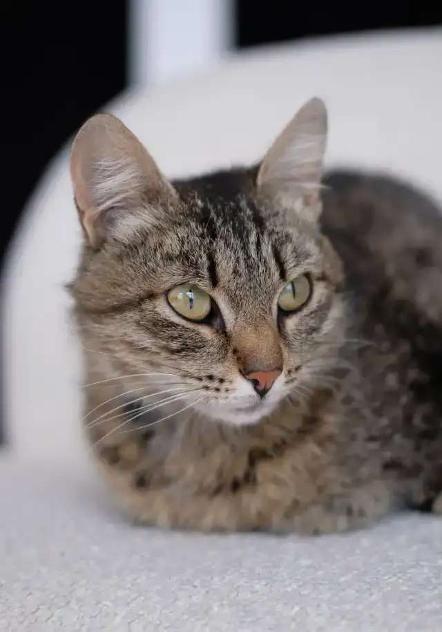Кошка Фисташка ищет дом