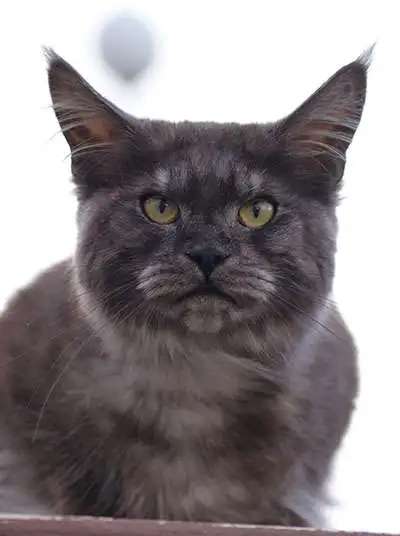 Котята породы Мейн-кун