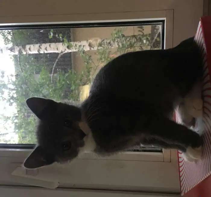 Котенок