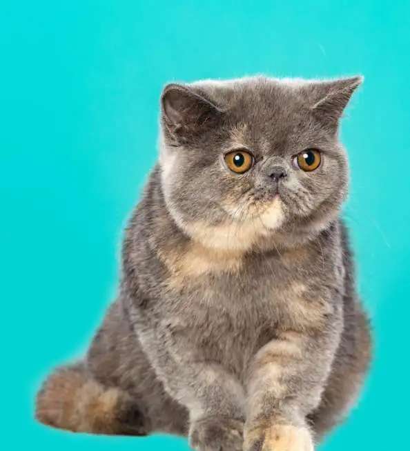 продажа котят