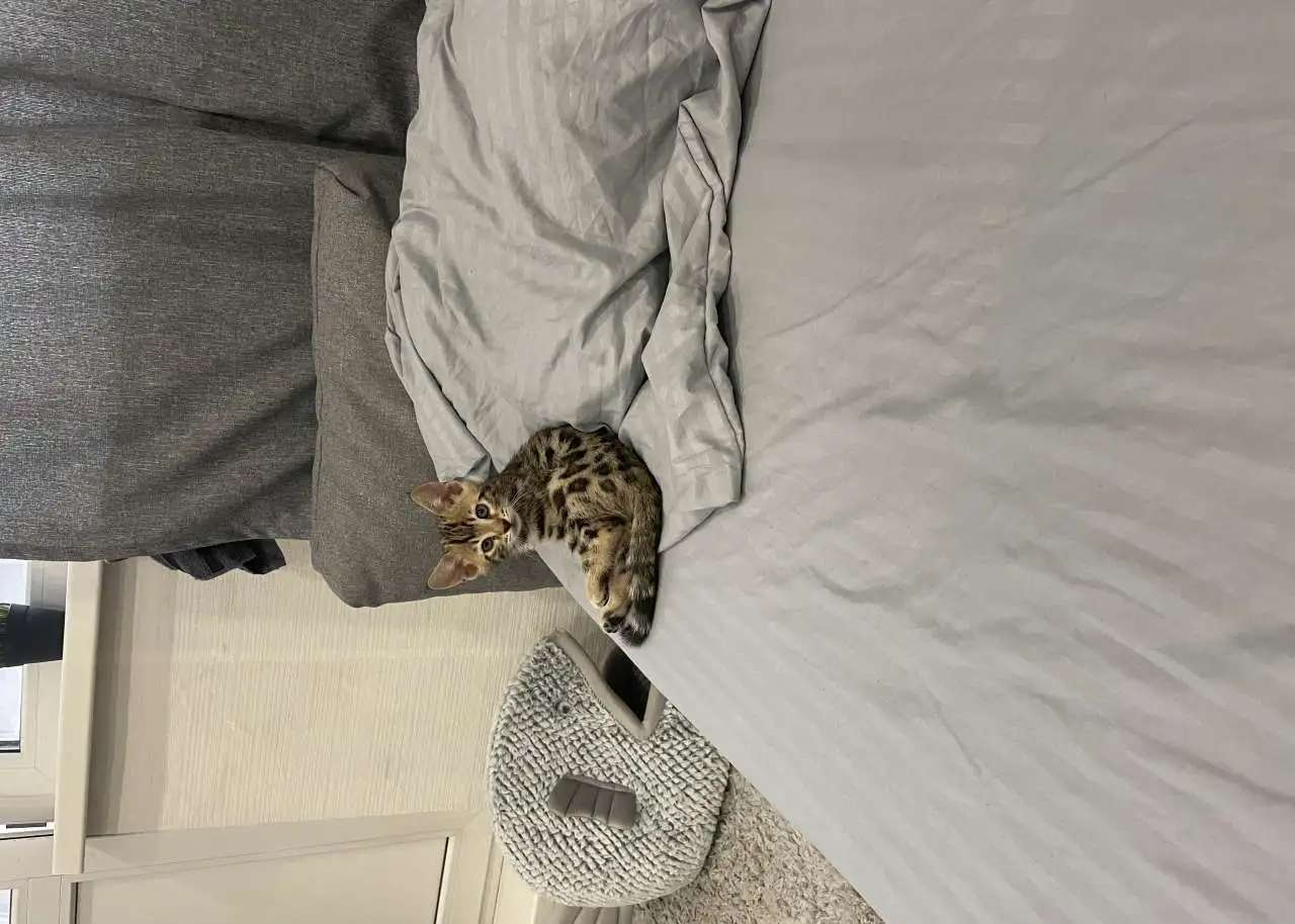 Бенгальский котёнок