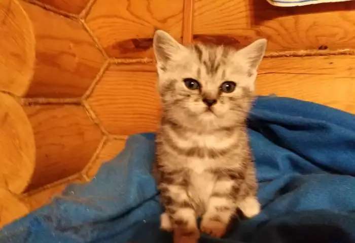Шотландские котята